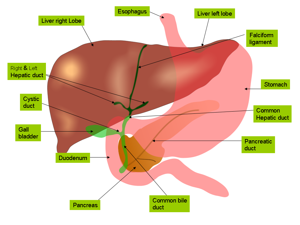 Detoxification